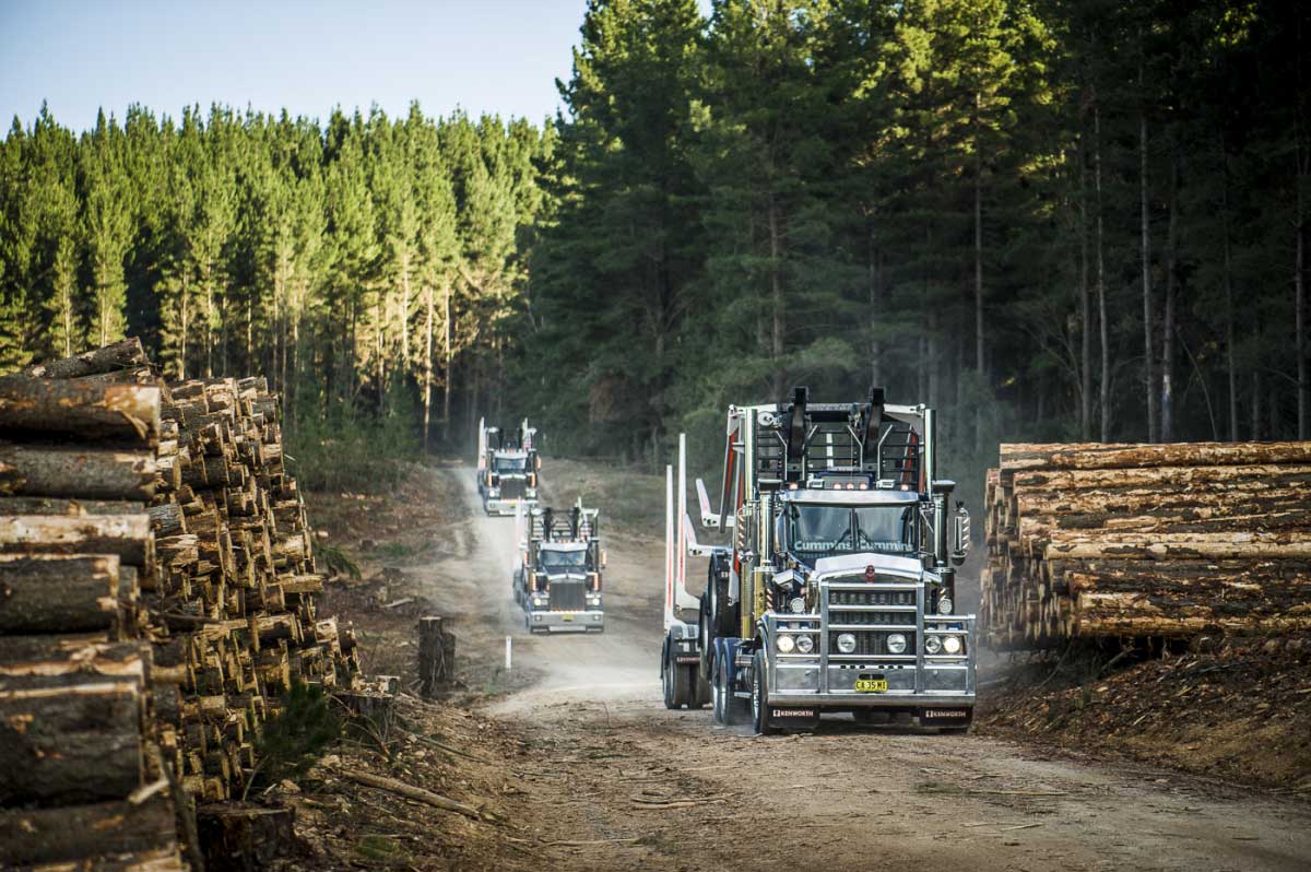 Logging trucks drive through clearing with lumber